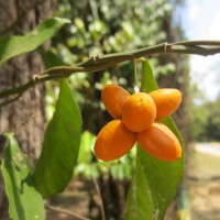 Pyrenacantha volubilis Wight